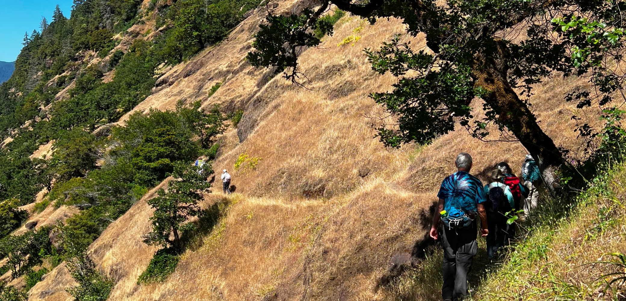 Groups of hikers walking along a grassy and forested mountainside above the Rogue River.
